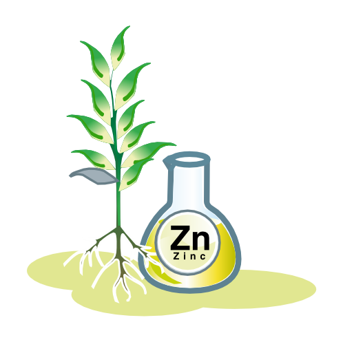 zinc planta